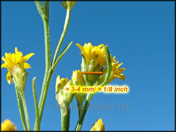 Involucres