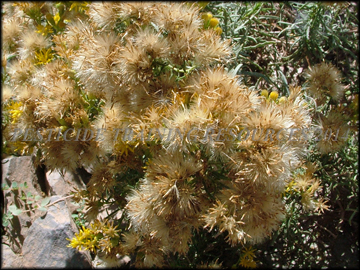 Post Flowering