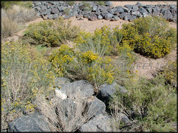Plants
