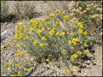 Non-flowering plant