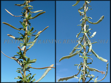 Stems