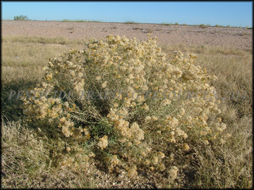 Mature Seed