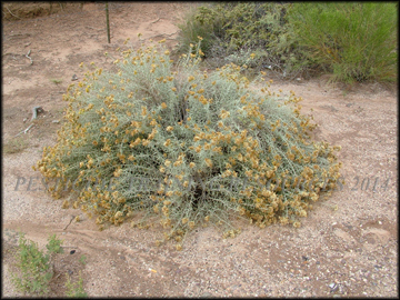 Post Flowering