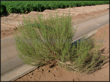 Non-flowering plant