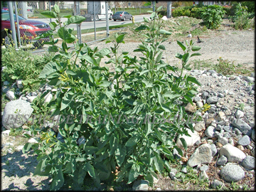 Plant