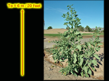 Plant