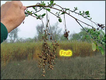 Fruit