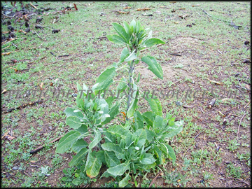 Small Plant