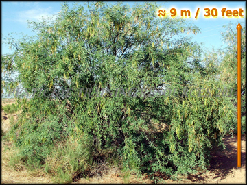 Mature Tree