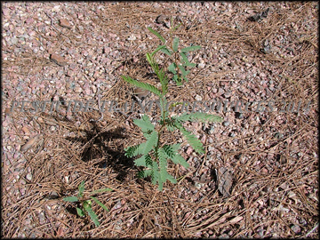 Seedlings