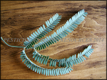 Leaves
