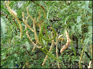 Pods