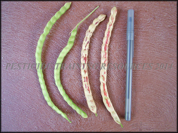 pods
