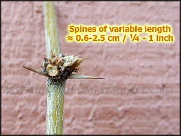 Spines