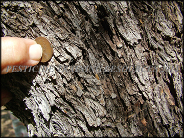 Bark