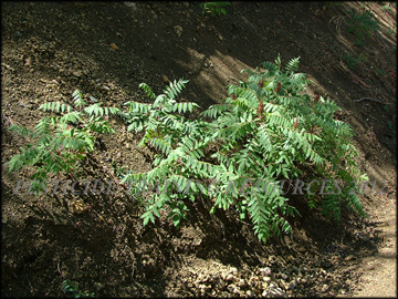 Plants