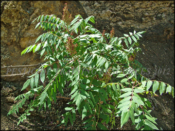 Plants