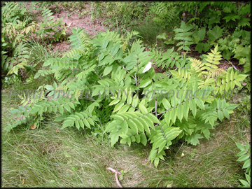 Plants