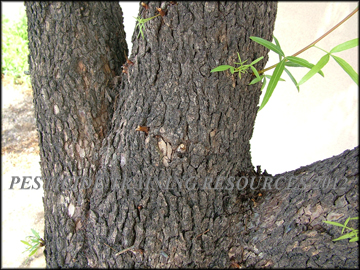 Bark
