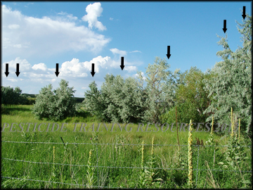 Trees in Drainage