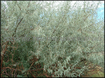 Foliage