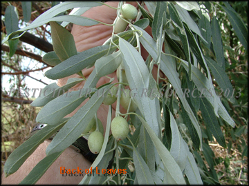 Foliage and Fruit