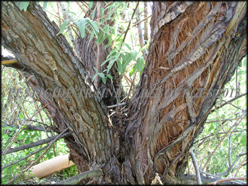 Bark