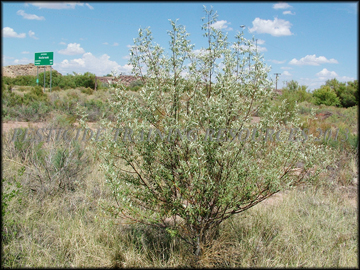 Small Tree