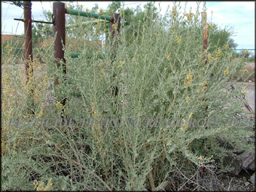 Plant