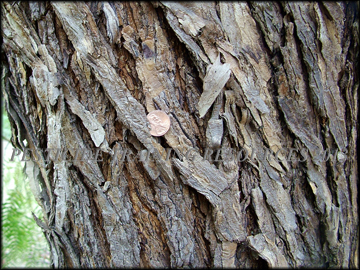 Bark