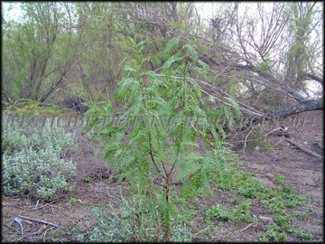 Young Tree