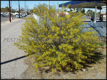 Flowering Plant