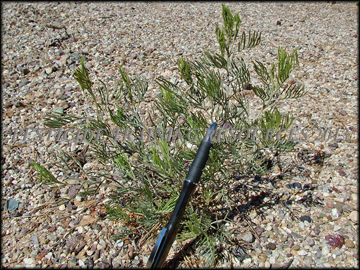 Small Plant