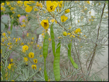Seed Pods