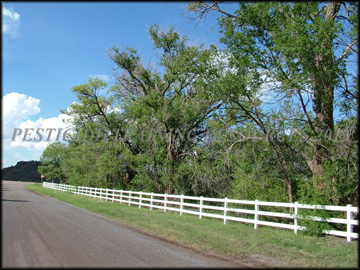 Mature Trees