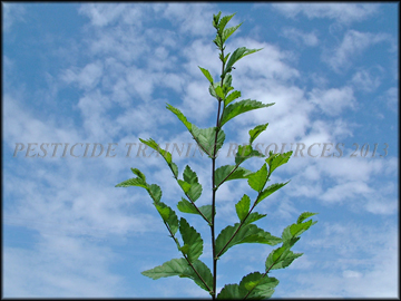 Foliage