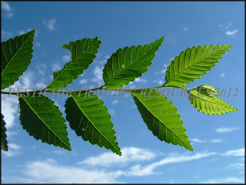 Foliage