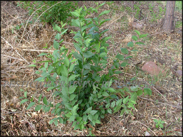 Small Tree
