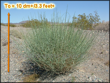 Mature Plant