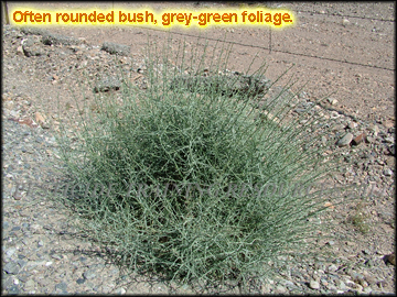 Mature Plant