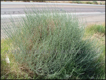 Mature Plant