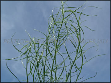 Foliage