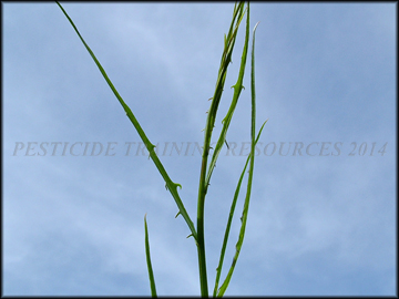 Leaves