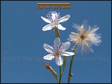 Flowers and Seed