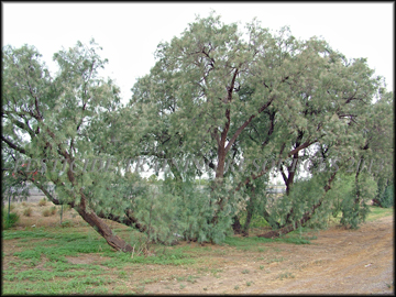 tree