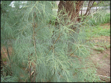 Foliage