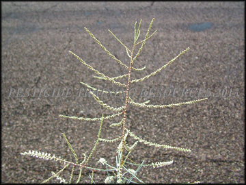 Inflorescence
