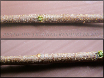 Stem