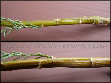 Stems