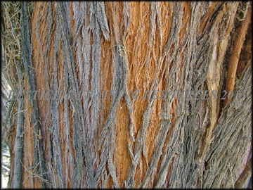 Bark